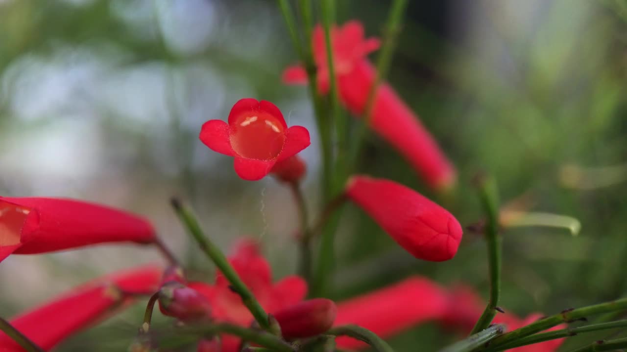 马蹄莲的花瓣视频素材