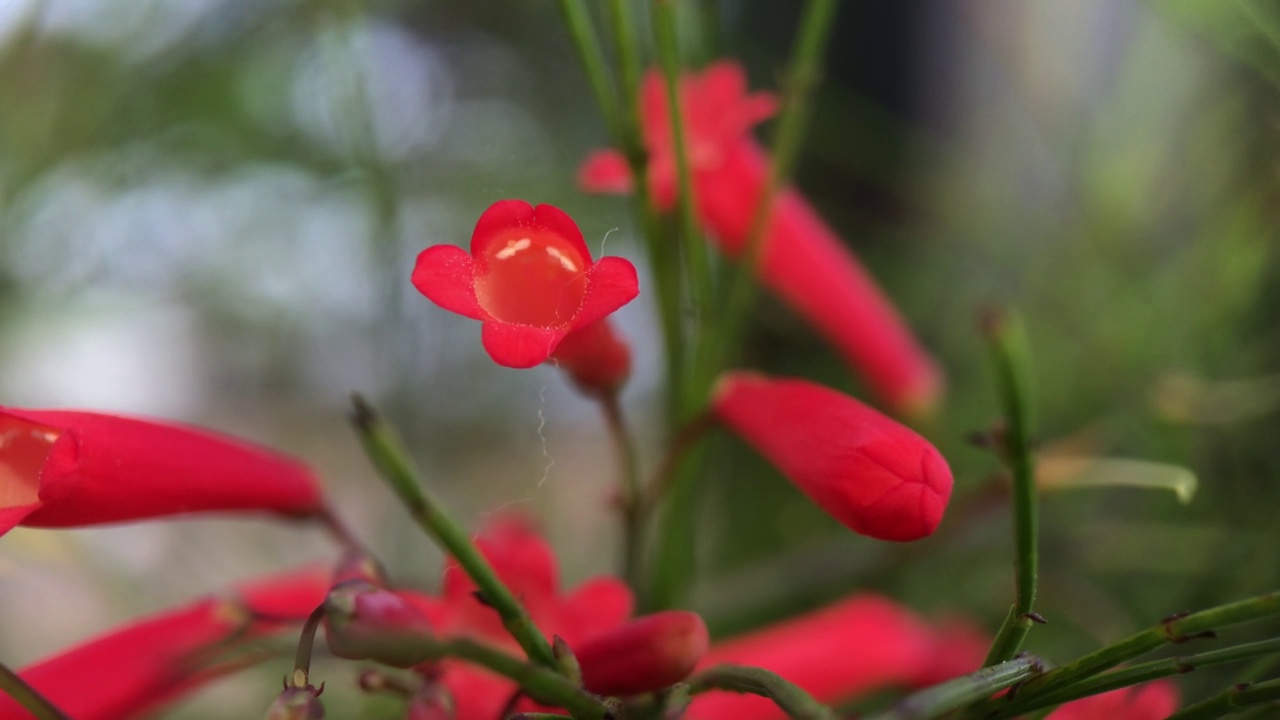 马蹄莲的花瓣视频素材