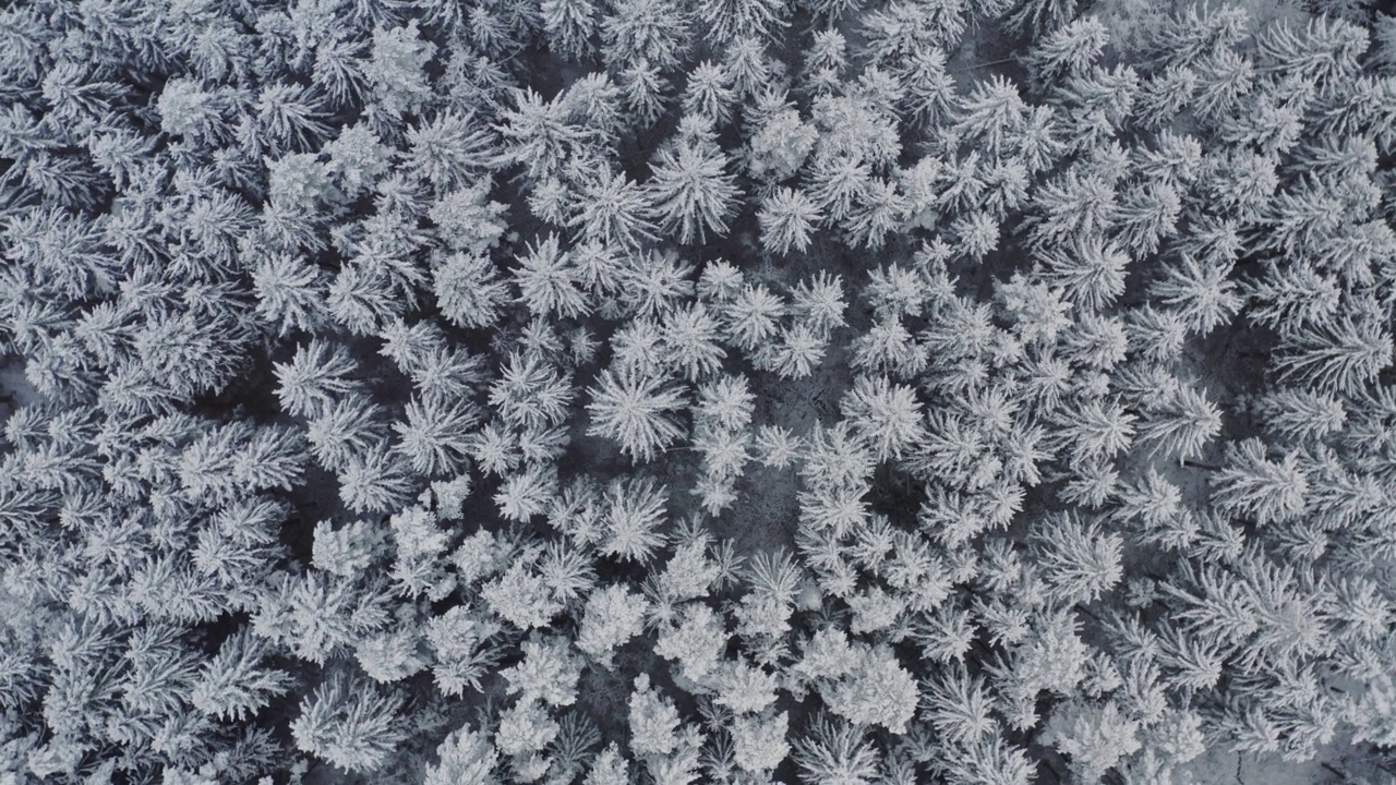 从空中俯视俯瞰美丽的冬季森林。云杉和松树被白雪覆盖。冬天大自然，冻白了树梢。俯视图相机飞越雪景。无人机飞行视频素材