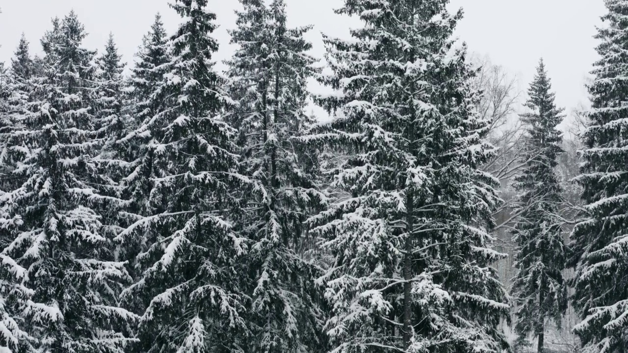 空中风景如画的冰冻森林和白雪覆盖的松树。顶视图flyover仙女冬季林地在降雪。无人机像起重机一样从下往上飞，飞过树梢。雪花飘落视频素材