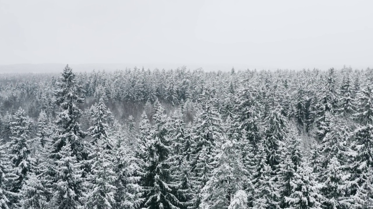 空中风景如画的冰冻森林，覆盖着冰雪的云杉和松树。俯视图flyover冬季林地在降雪。无人机飞过树梢。雪花飘落下来。飞越白茫茫的树林视频素材