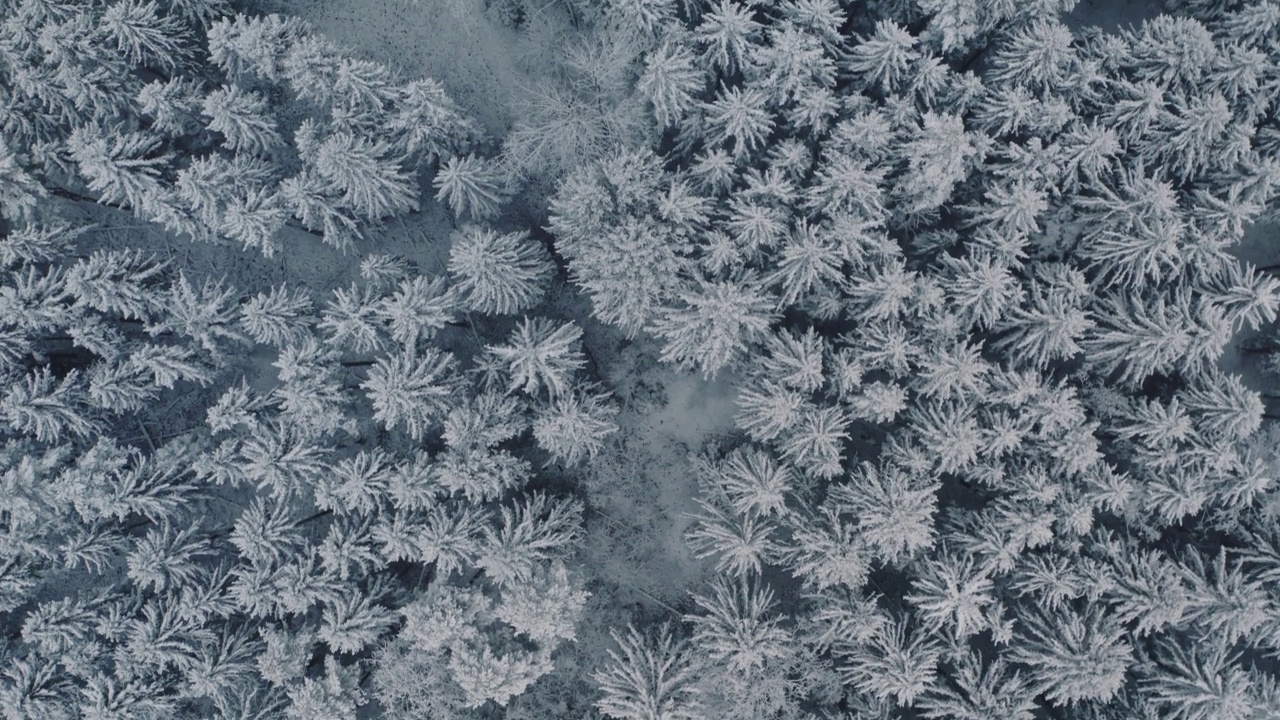 鸟瞰冰雪覆盖的云杉和松树的冰冻森林。俯视俯瞰美丽的冬季林地。冰冻的树梢，俯视图相机飞过雪景。飞越白茫茫的树林视频素材