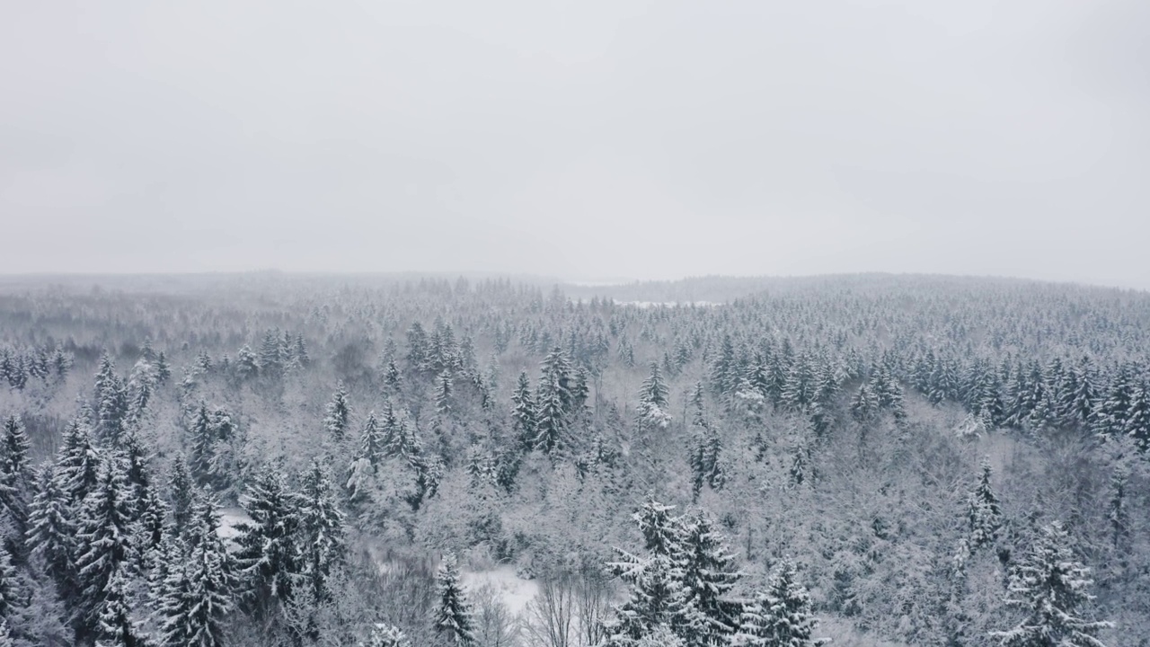 空中风景如画的冰冻森林和白雪覆盖的松树。俯视图flyover美丽的冬季林地在下雪。无人机飞越树梢。雪花飘落下来。飞越白茫茫的树林视频素材