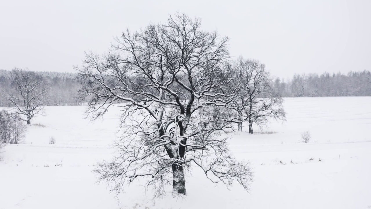 在空中，无人机在冬天下雪的时候，在孤独的橡树周围飞行，在地平线上白雪皑皑的田野和森林。没有树叶的树枝被雪覆盖。飞过冰冻的光秃秃的树枝视频素材