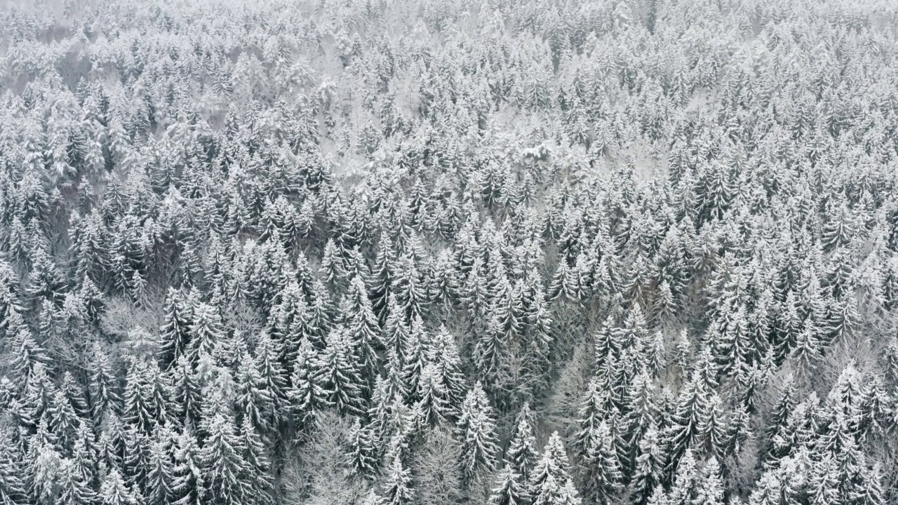 鸟瞰冰雪覆盖的云杉和松树的冰冻森林。俯视俯瞰美丽的冬季林地。冰冻的树梢，俯视图相机飞过雪景。飞越白茫茫的树林视频素材