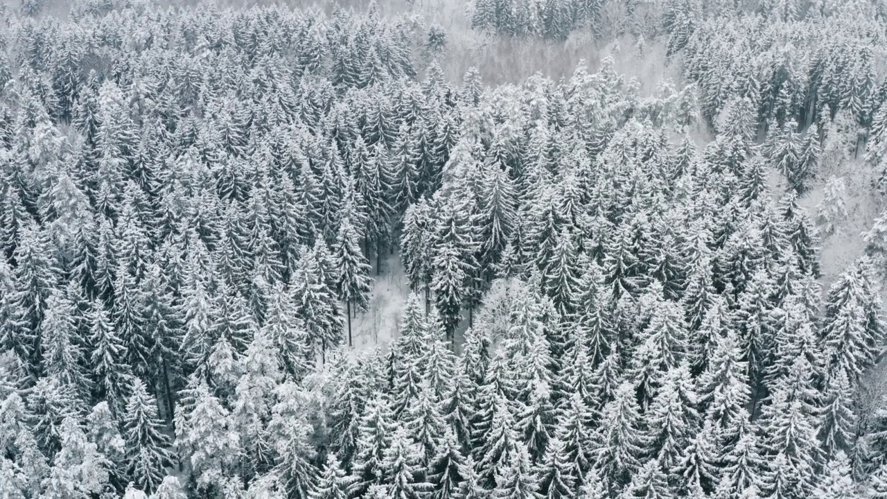 空中风景如画的冰冻森林和白雪覆盖的松树。俯视图flyover美丽的冬季林地在下雪。无人机飞越树梢。雪花飘落下来。飞越白茫茫的树林视频素材