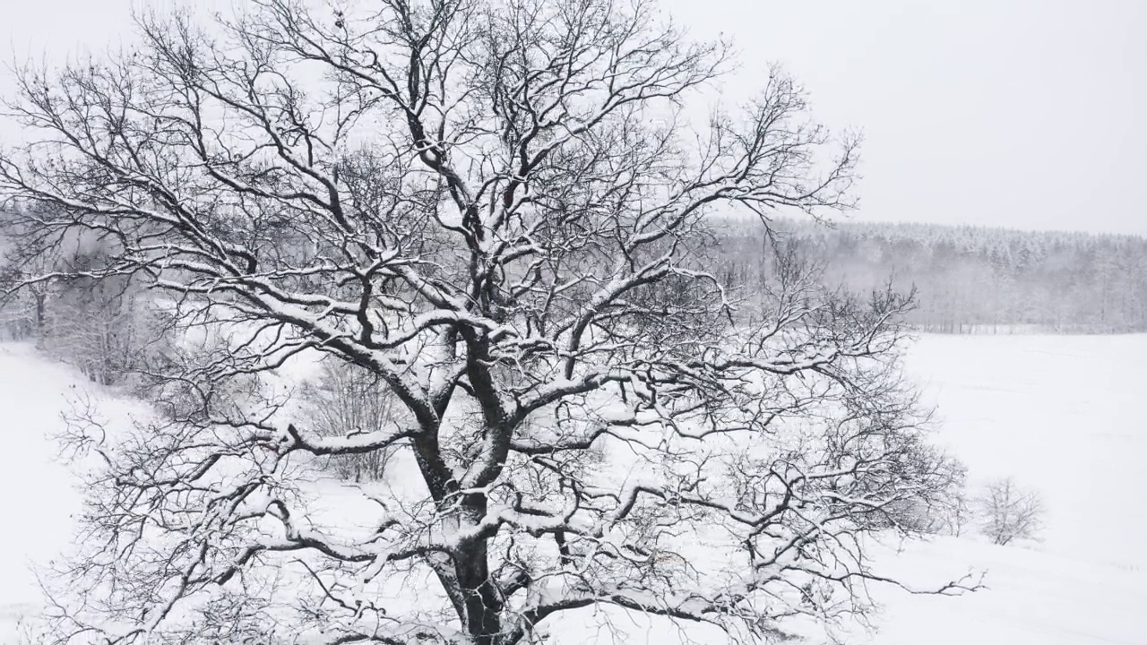 在空中，无人机在冬天下雪的时候在孤独的橡树周围飞行，雪白的田野。没有树叶的树枝被雪覆盖。飞过冰冻的光秃秃的树枝视频素材