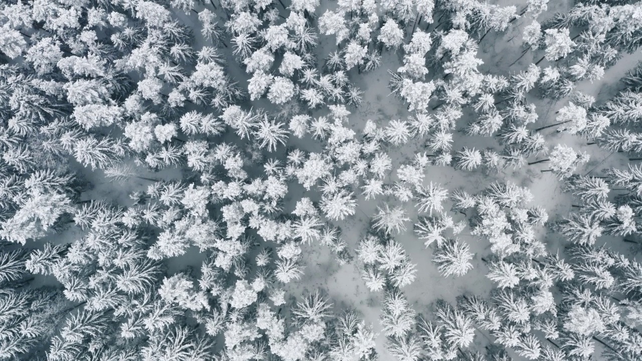 在冰雪覆盖的松树林中飞行。俯视flyover仙女冬季林地在下雪。无人机飞越树梢上的白云。雪花飘落视频素材