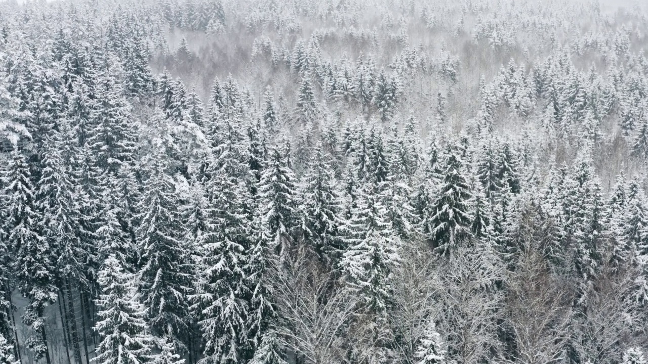 空中风景如画的冰冻森林和白雪覆盖的松树。俯视图flyover美丽的冬季林地在下雪。无人机飞越树梢。雪花飘落下来。飞越白茫茫的树林视频素材