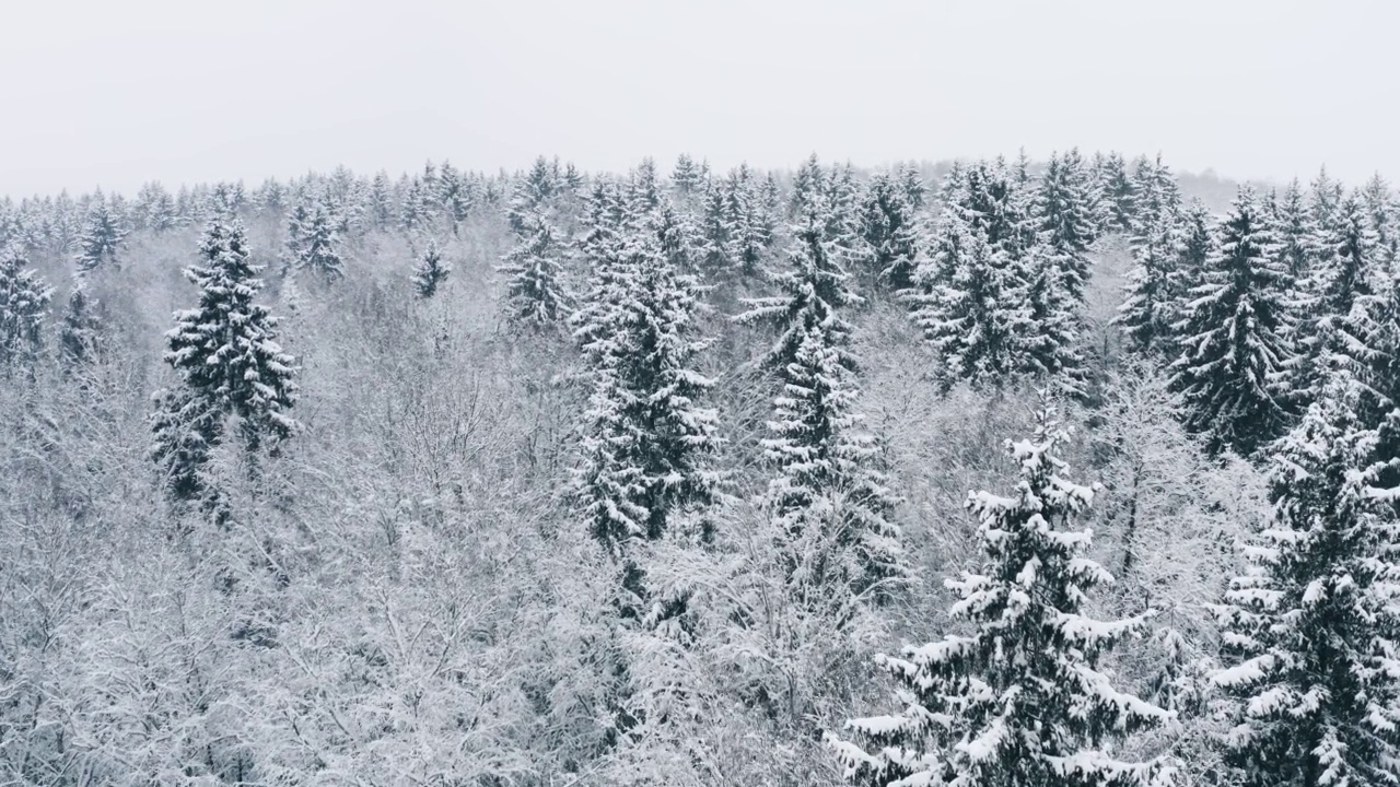 空中风景如画的冰冻森林，覆盖着冰雪的云杉和松树。俯视图flyover冬季林地在降雪。无人机飞越树梢。雪花飘落下来。飞越白茫茫的树林视频素材