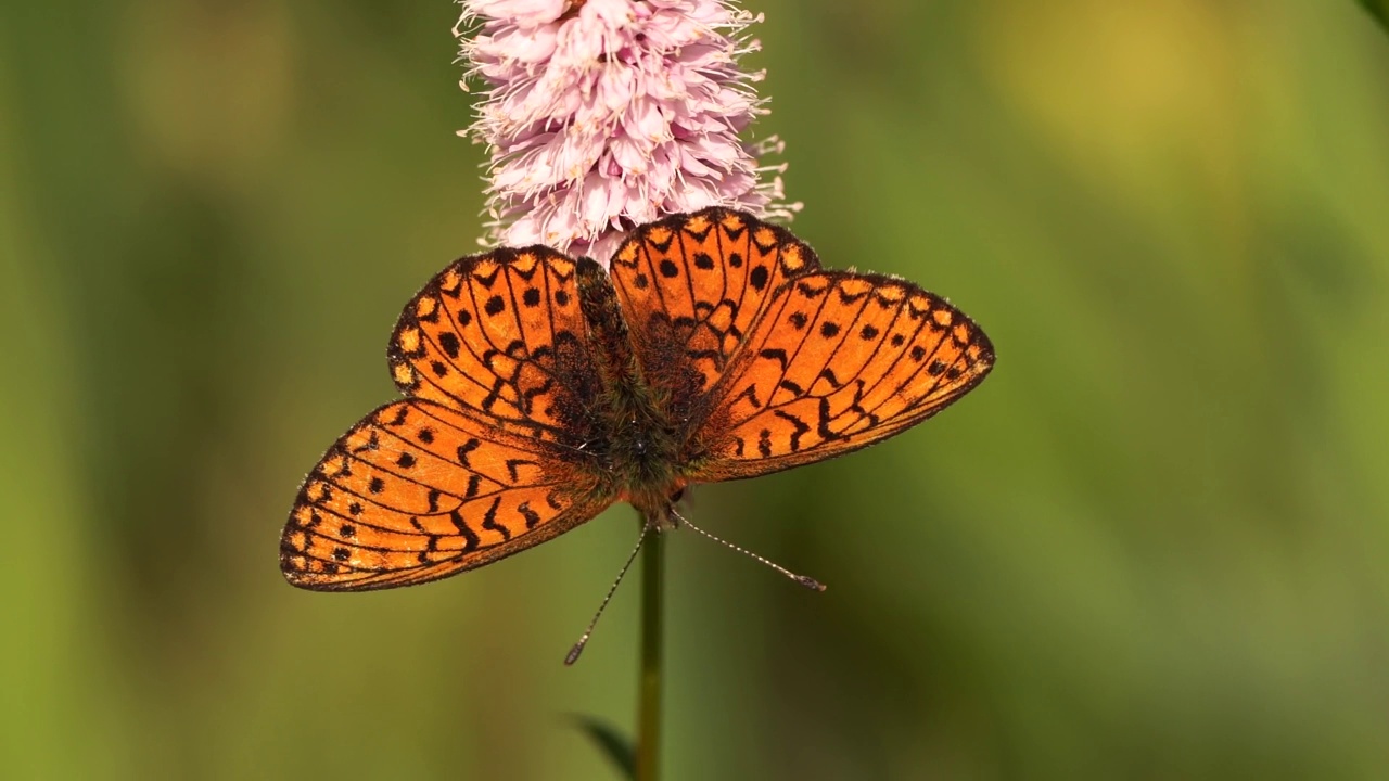 沼泽贝母或单孔沼泽贝母(Boloria eunomia)视频素材