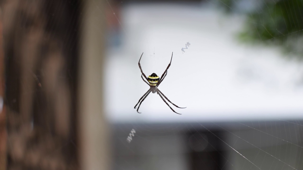 在蜘蛛网中被称为Argiope pulchella的蜘蛛视频下载