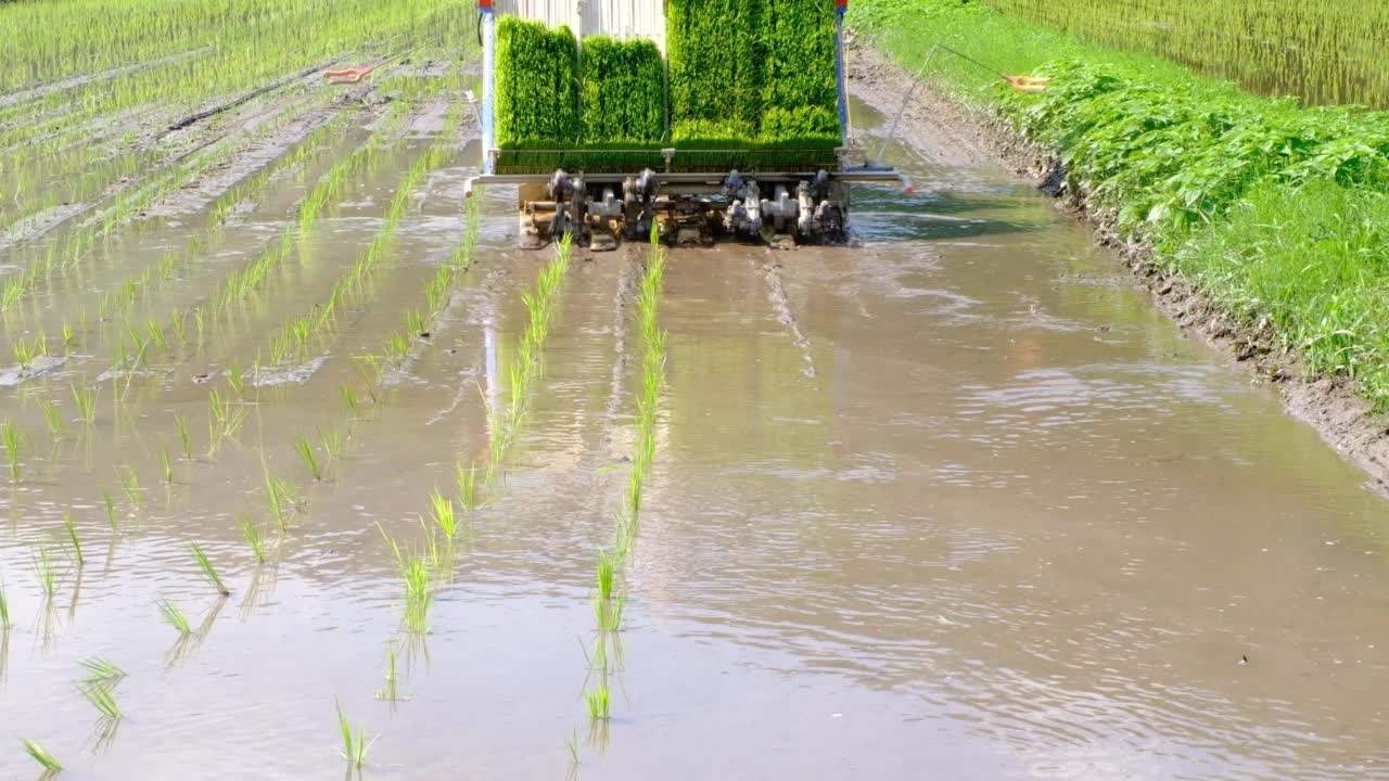 水稻种植视频素材