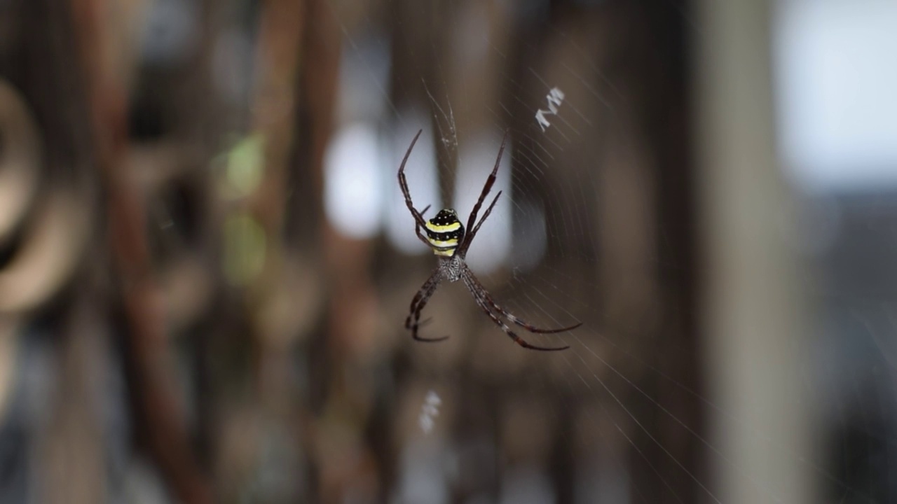 在蜘蛛网中被称为Argiope pulchella的蜘蛛视频下载