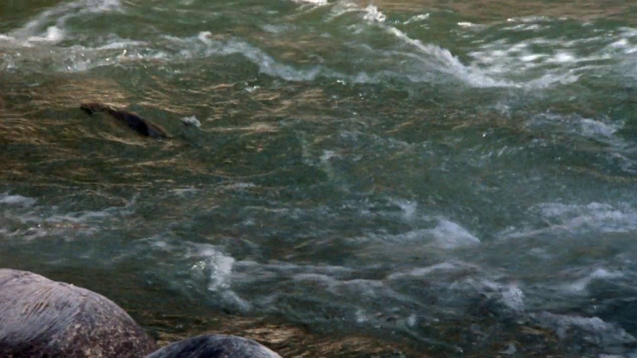 一条鱼试图在河的表面上游游的中等角度。看前景较低的岩石。看鱼在急流中游动视频素材