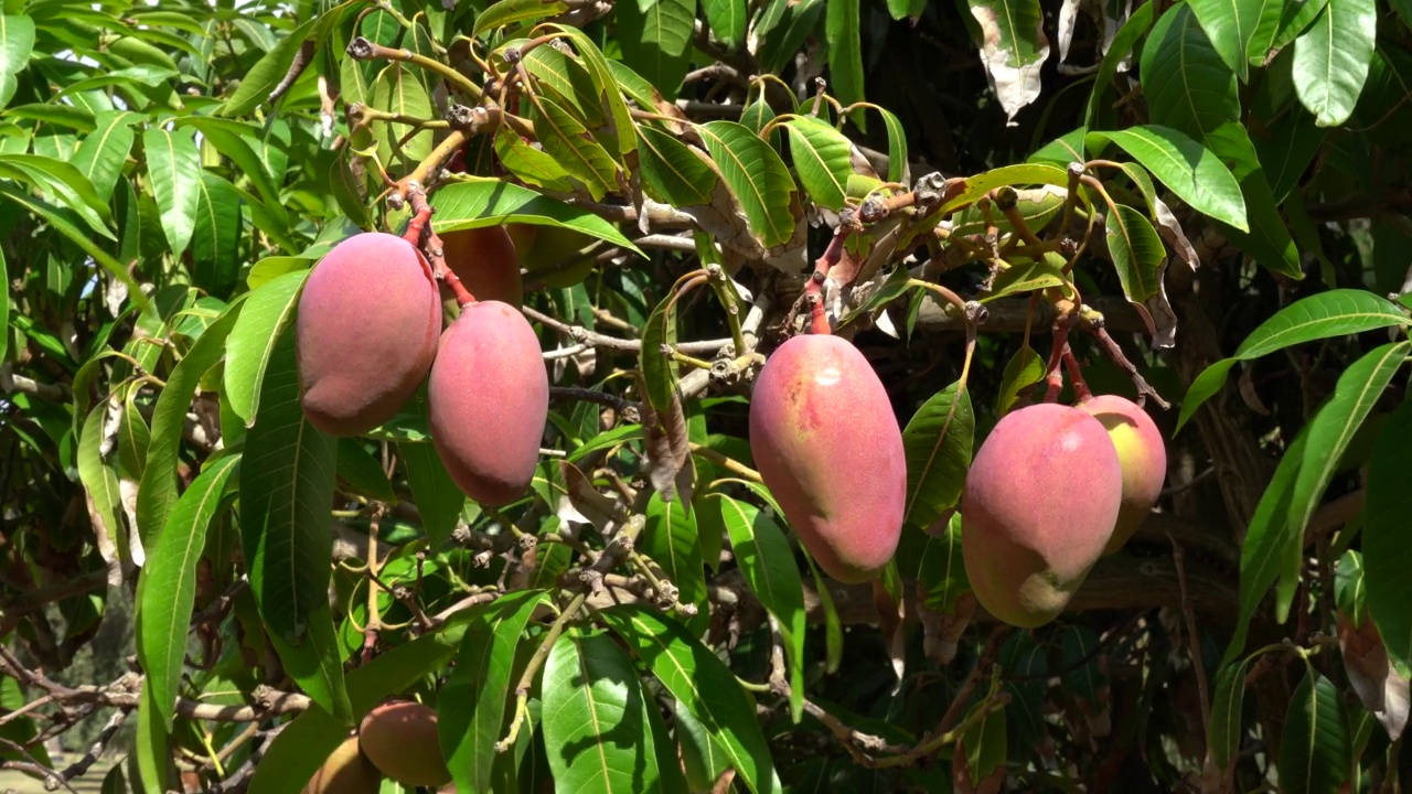 果园里树上的红色芒果视频素材