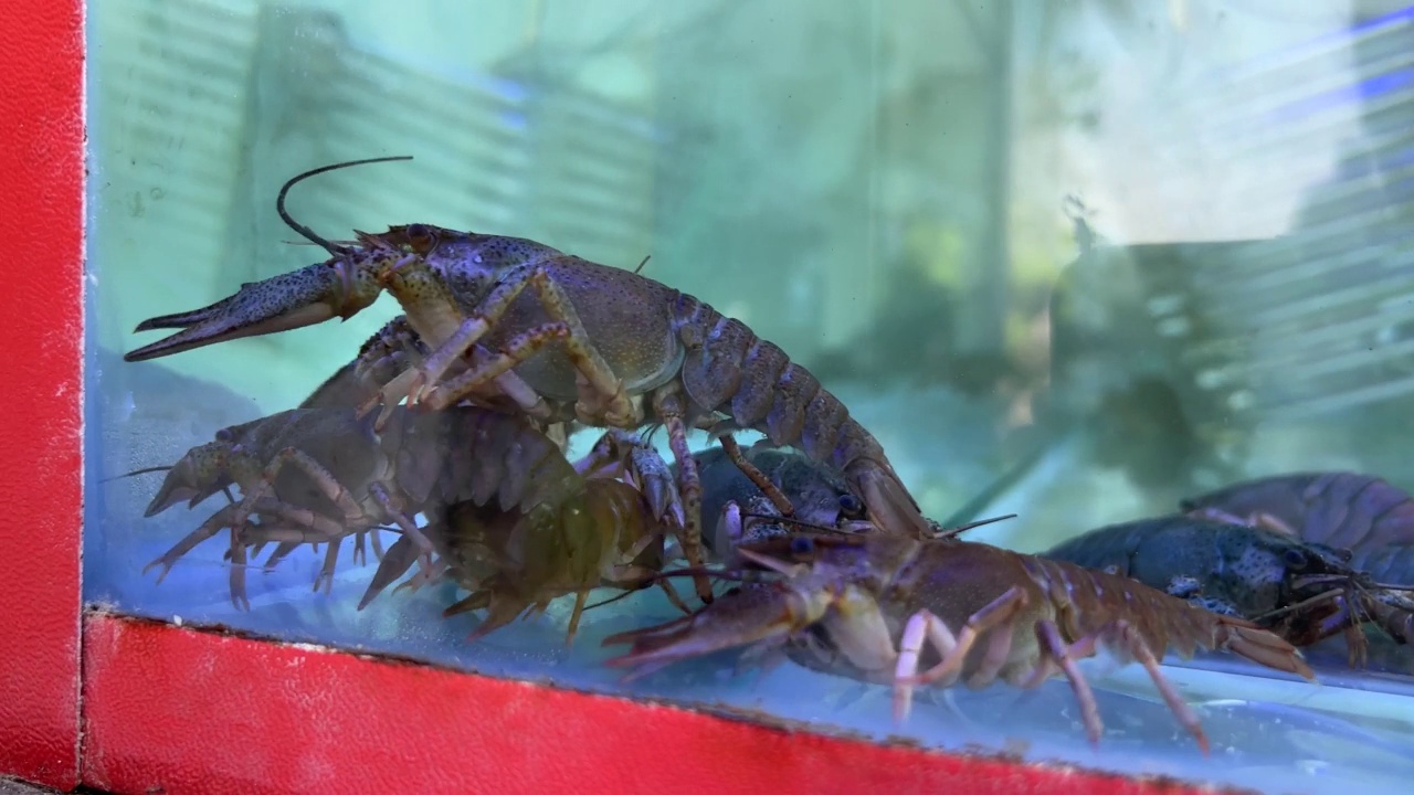 有爪的虾漂浮在玻璃罐里。它们在等着被煮熟吃。视频素材
