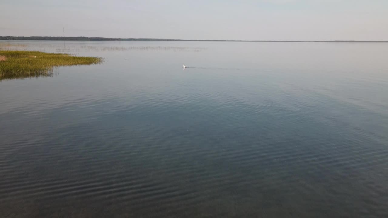 夏天天鹅在湖里游的全景。漂浮在水面上的天鹅的总体计划。鸟瞰图。视频素材