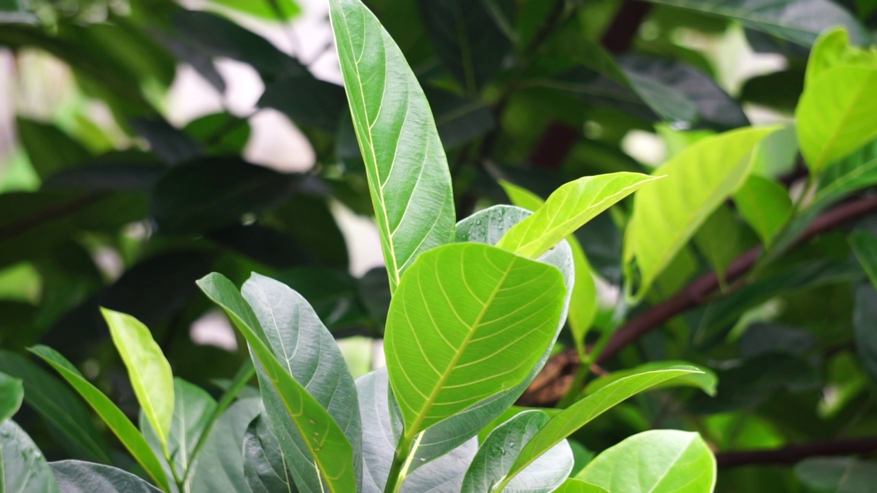 绿色菠萝蜜的叶子带有自然的背景。杰克果(又称杰克树，Artocarpus heterophyllus, nangka)是无花果、桑树和面包果树科(桑科)的一种。视频素材