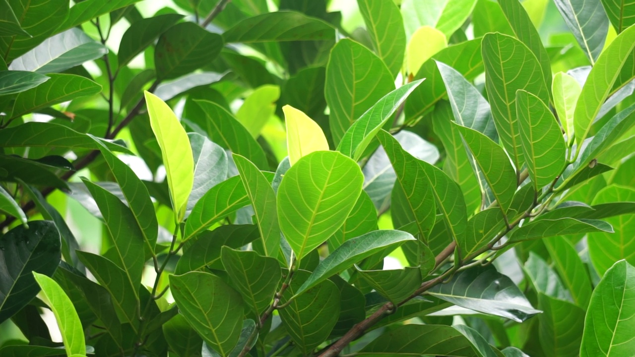 绿色菠萝蜜的叶子带有自然的背景。杰克果(又称杰克树，Artocarpus heterophyllus, nangka)是无花果、桑树和面包果树科(桑科)的一种。视频素材