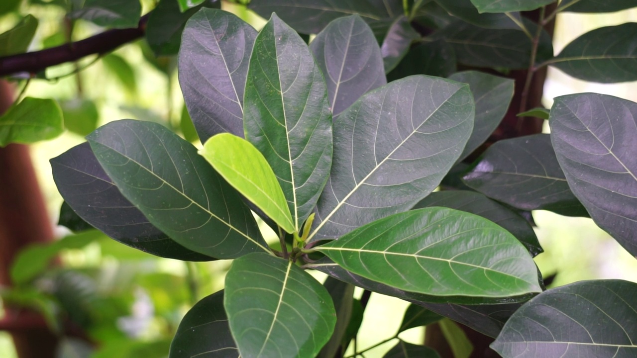 绿色菠萝蜜的叶子带有自然的背景。杰克果(又称杰克树，Artocarpus heterophyllus, nangka)是无花果、桑树和面包果树科(桑科)的一种。视频素材