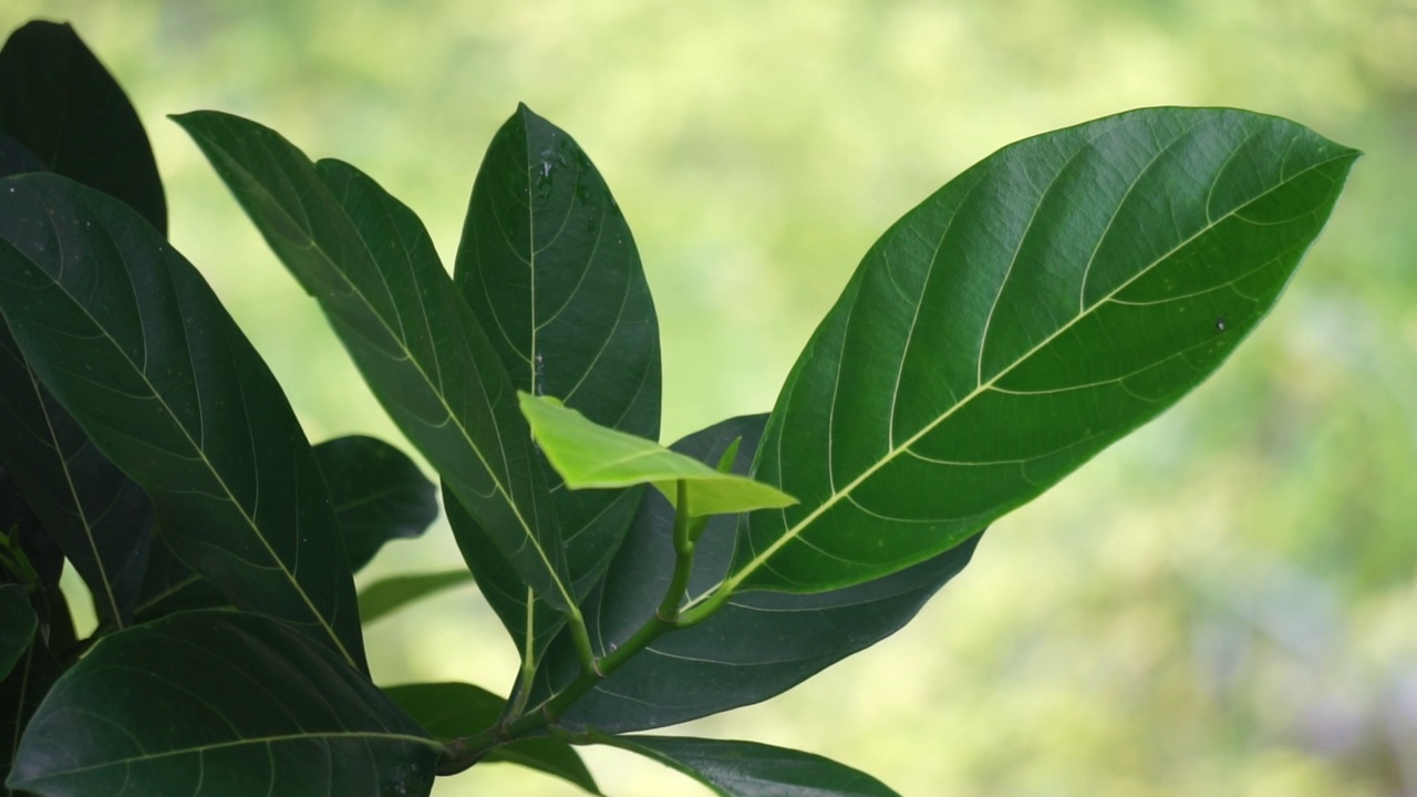 绿色菠萝蜜的叶子带有自然的背景。杰克果(又称杰克树，Artocarpus heterophyllus, nangka)是无花果、桑树和面包果树科(桑科)的一种。视频素材