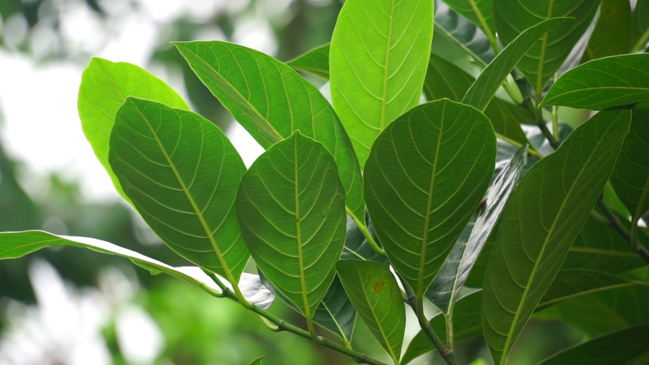 绿色菠萝蜜的叶子带有自然的背景。杰克果(又称杰克树，Artocarpus heterophyllus, nangka)是无花果、桑树和面包果树科(桑科)的一种。视频素材