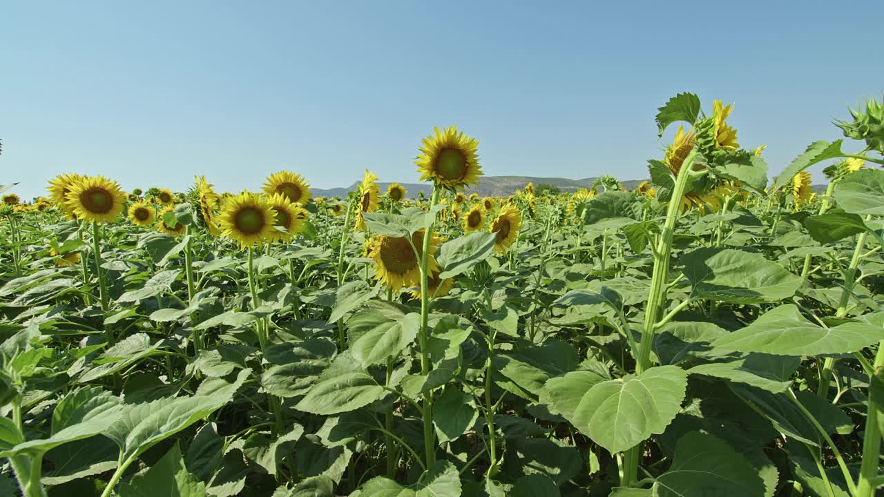 夏日风中摇曳的黄色向日葵视频素材