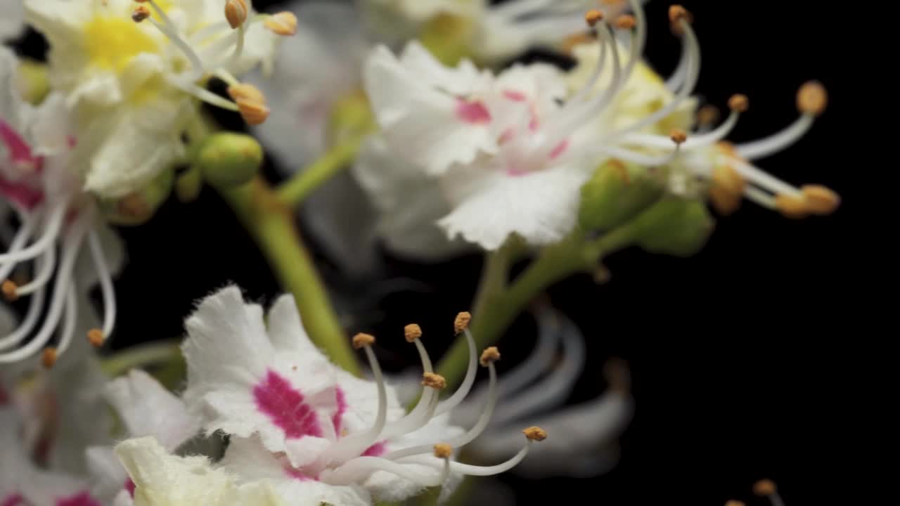 栗子花在黑色背景，旋转特写。视频素材