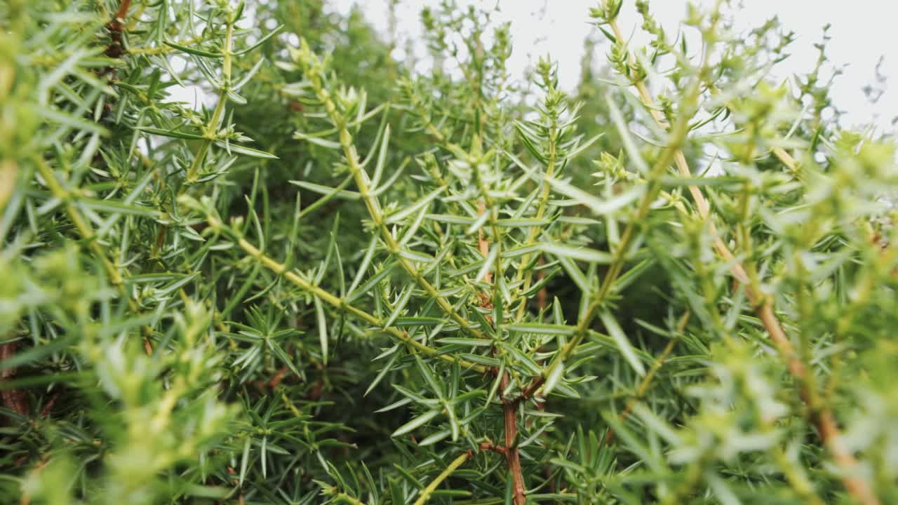 幻灯片视频。松柏，针叶和天空。特写镜头。视频素材