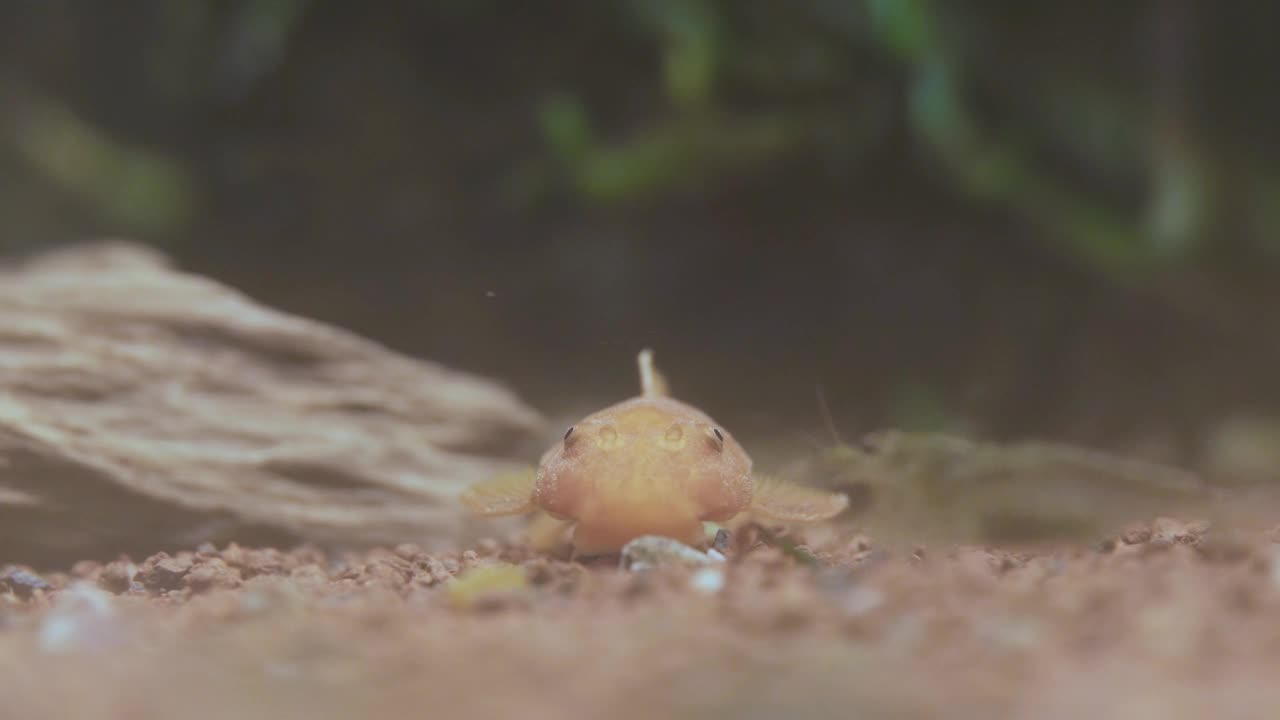 橙色底鱼，和沿着水族馆底部爬行的虾视频素材