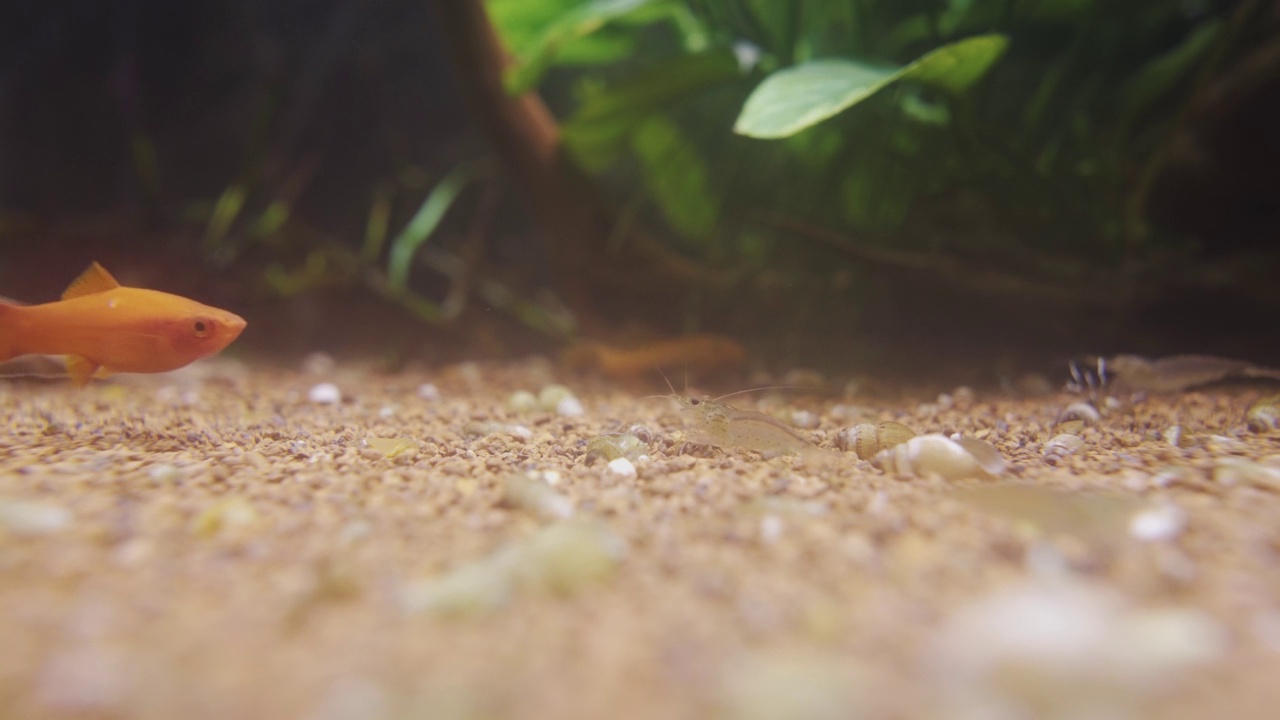 水族馆里的小虾沿着底部爬行视频素材