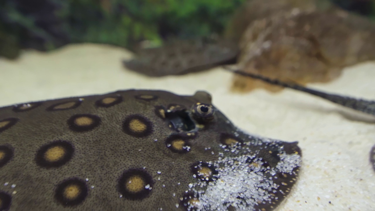 斑点黄貂鱼在水族馆的沙子里钻洞，特写。视频素材