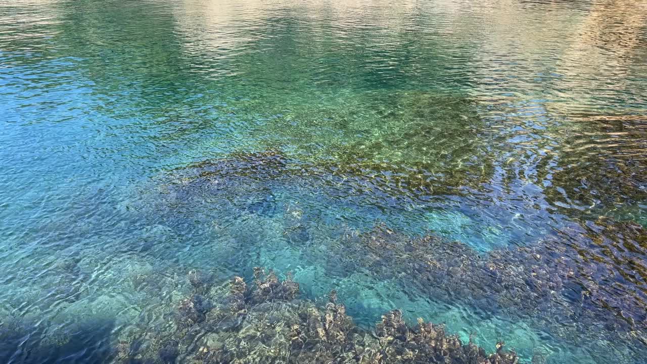 透明的蓝绿色海水，底部有藻类。视频素材