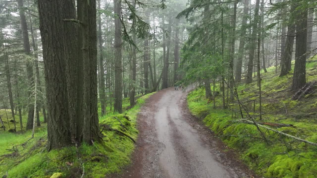 一家人在郁郁葱葱的森林里徒步旅行视频素材