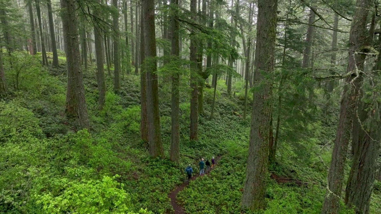 一家人在郁郁葱葱的森林里徒步旅行视频素材