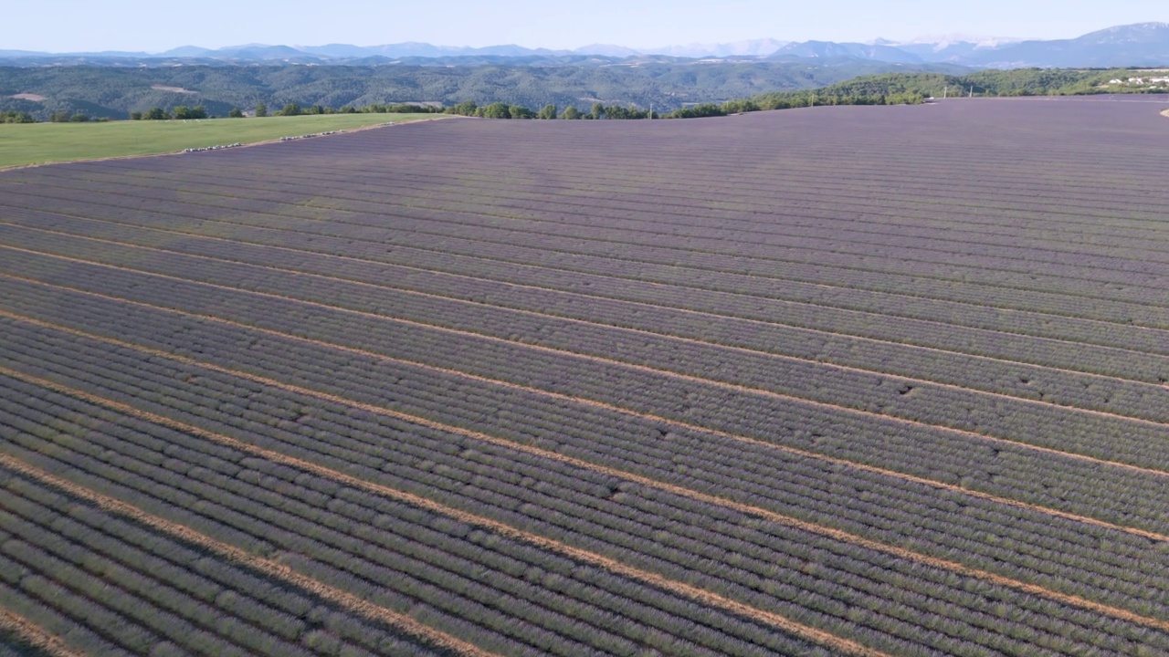 飞过法国普罗旺斯的瓦朗索勒高原和薰衣草田视频素材