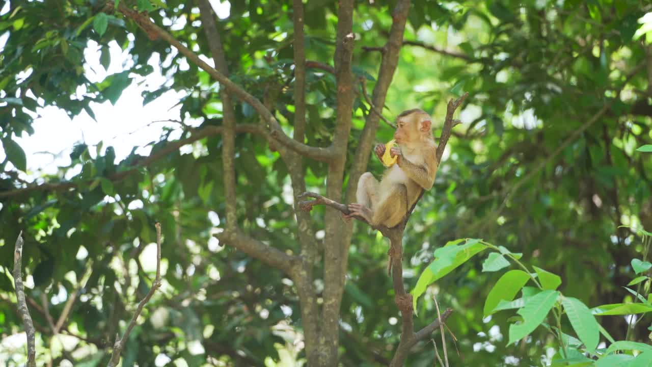 小猴子吃食物森林春天树木背景。澳大利亚。视频素材