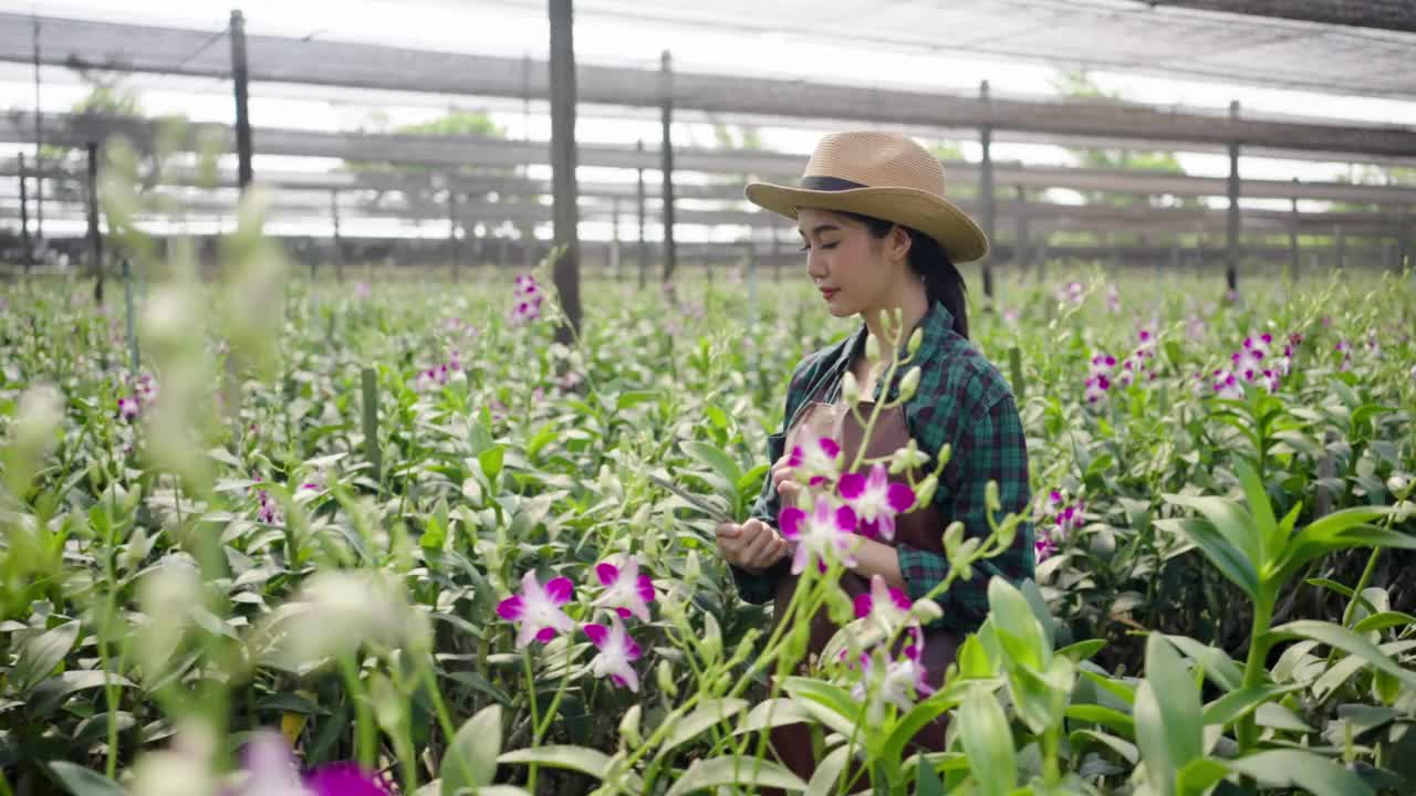 年轻的亚洲女园丁使用数字平板电脑在兰花农场工作视频素材