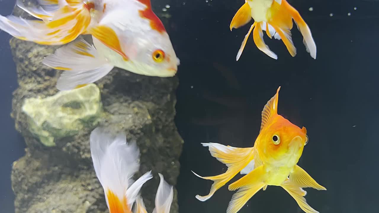 金鱼在有珊瑚礁的水族馆里游泳。水族箱中游动的金色海鱼，海洋生物在海洋馆水生栖息地。视频素材