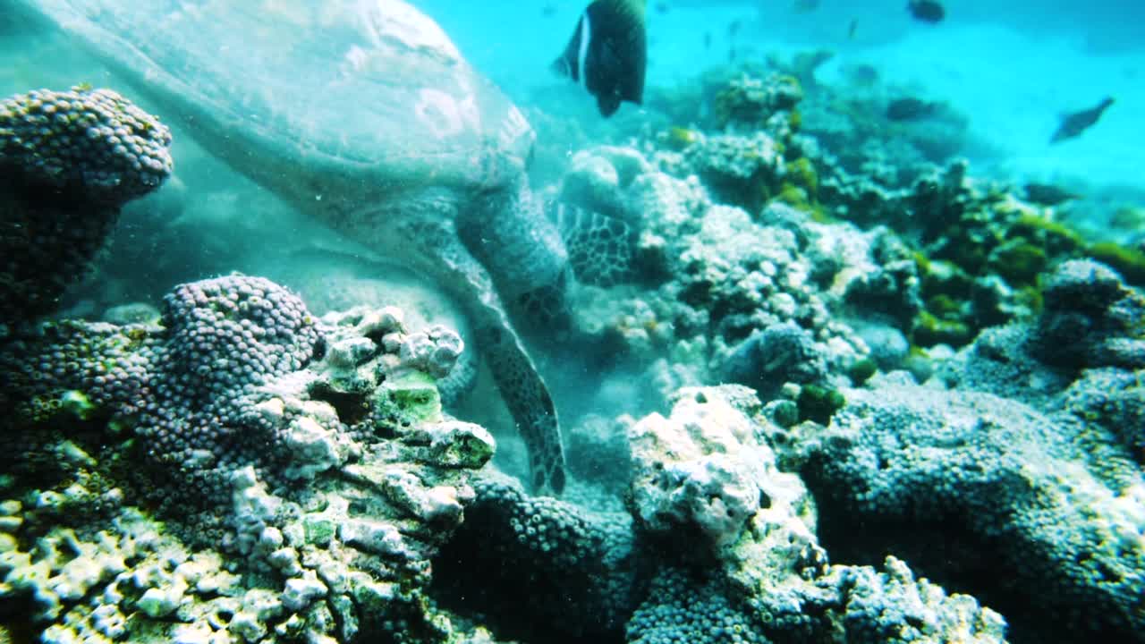 慢动作拍摄海龟和小鱼在绿松石海下的珊瑚礁游泳-大堡礁，澳大利亚视频素材