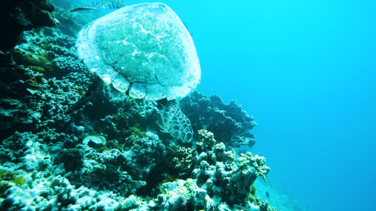 海龟飞越海底大堡礁视频素材