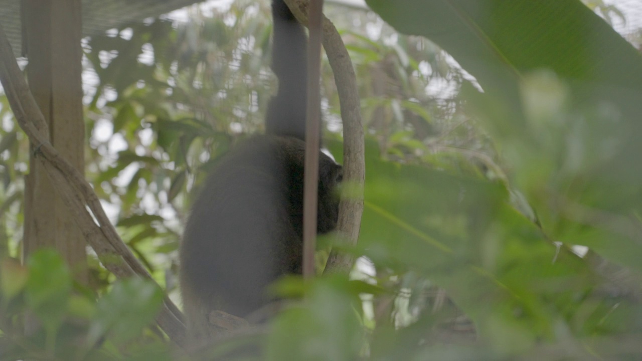 印度尼西亚苏门答腊岛，埃利斯公园野生动物保护区树上的黑猩猩视频素材