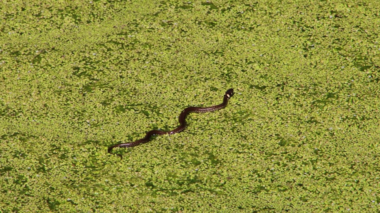 幼草蛇在池塘游泳覆盖浮萍，natrix natrix或Ringelnatter视频素材