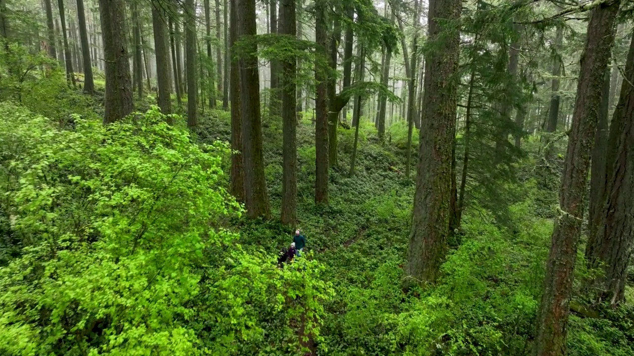 一家人在郁郁葱葱的森林里徒步旅行视频素材