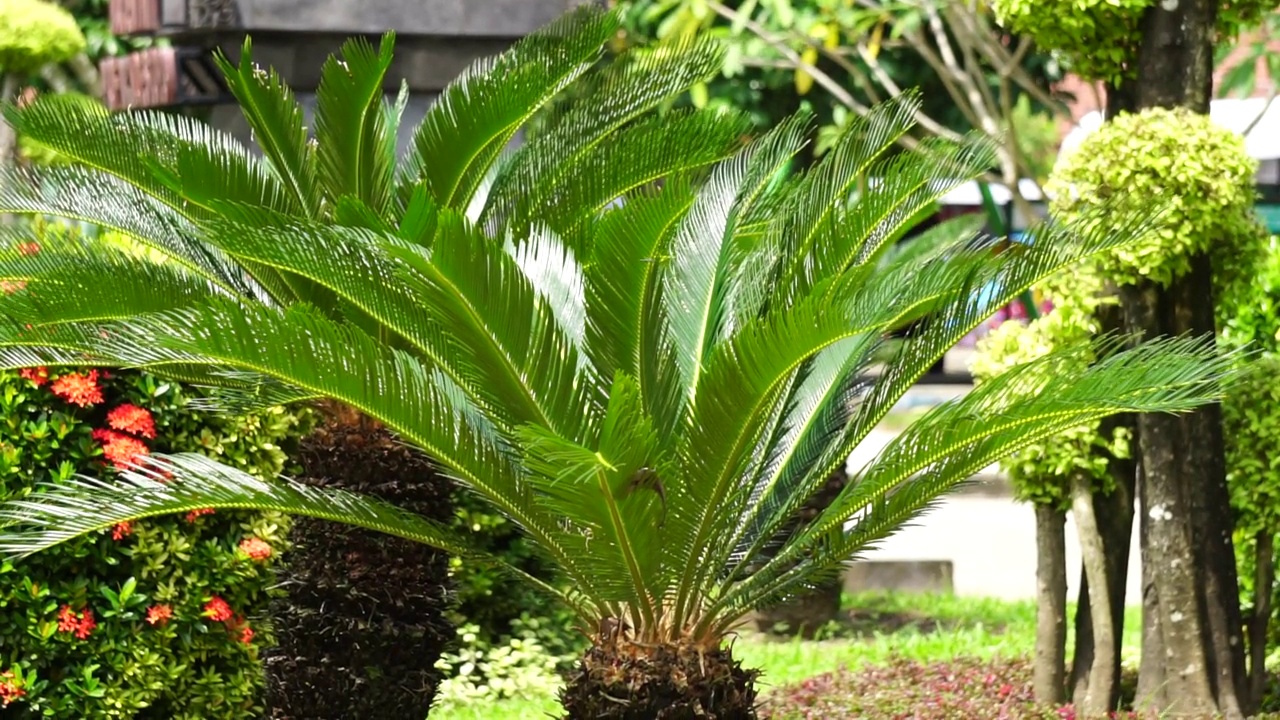 苏铁(pakis haji, Cycas Revoluta, Sotetsu，西米棕榈，国王西米，苏铁，日本西米棕榈)在花园里。在乌尔都语地区，这也被称为kungi(梳)棕榈视频素材