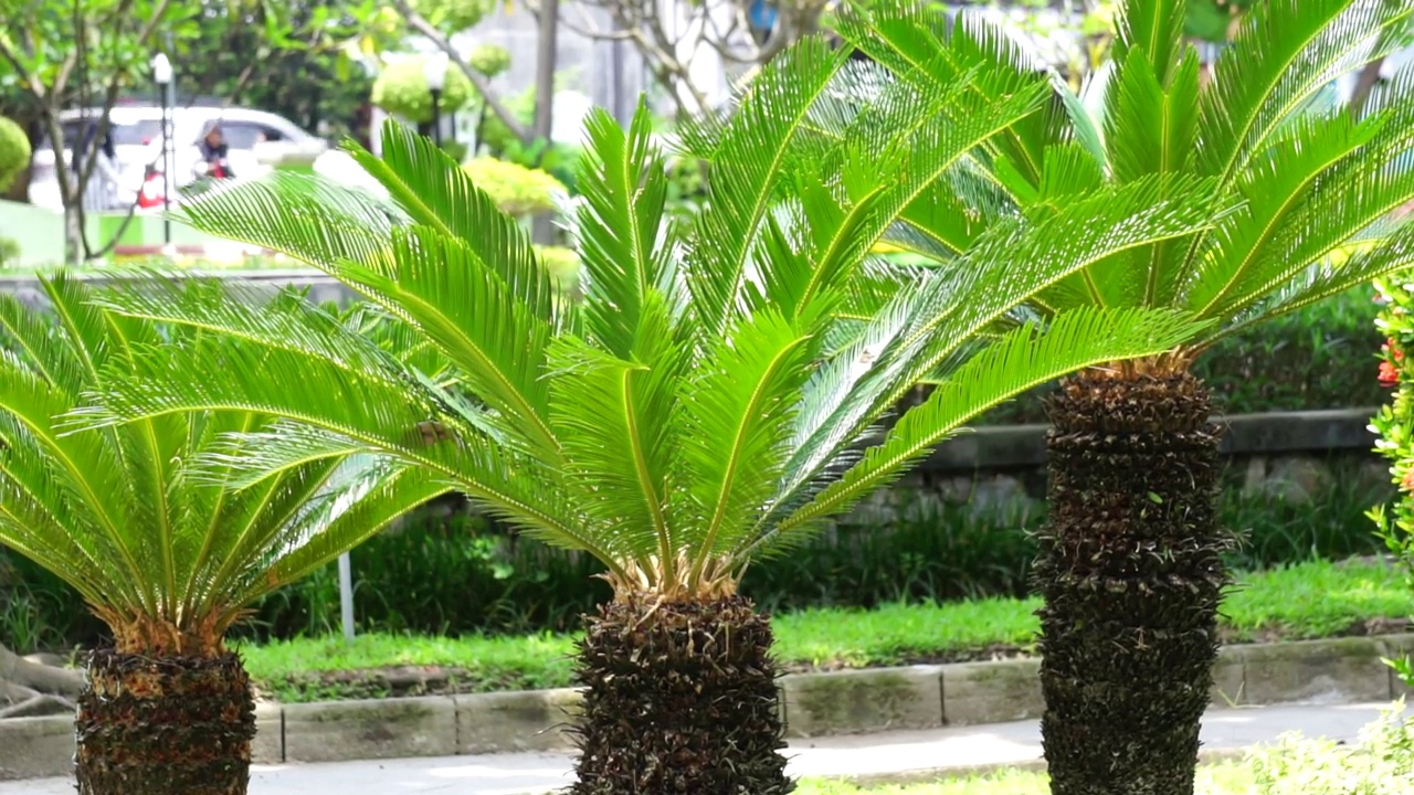 苏铁(pakis haji, Cycas Revoluta, Sotetsu，西米棕榈，国王西米，苏铁，日本西米棕榈)在花园里。在乌尔都语地区，这也被称为kungi(梳)棕榈视频素材