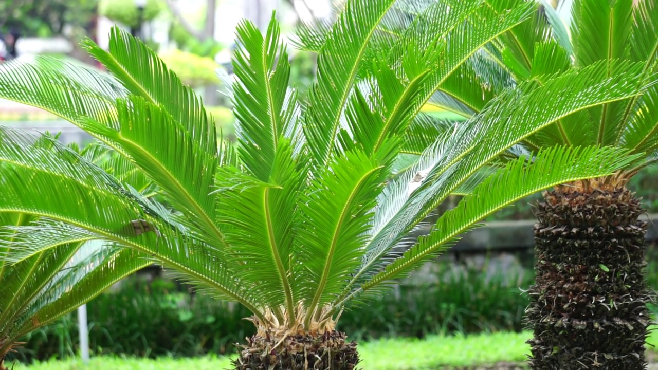 苏铁(pakis haji, Cycas Revoluta, Sotetsu，西米棕榈，国王西米，苏铁，日本西米棕榈)在花园里。在乌尔都语地区，这也被称为kungi(梳)棕榈视频素材