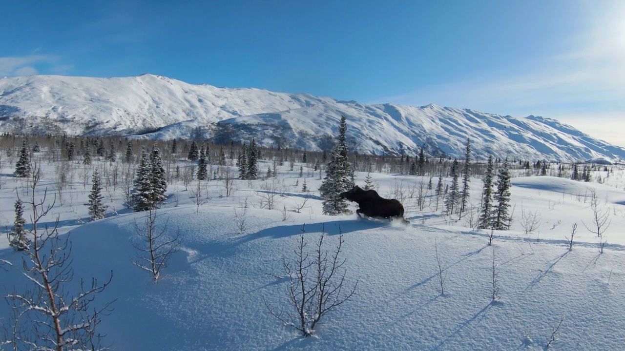 空中:麋鹿在积雪覆盖的森林中行走，无人机在阳光明媚的日子向前飞行-瓦尔迪兹-科尔多瓦，阿拉斯加视频素材