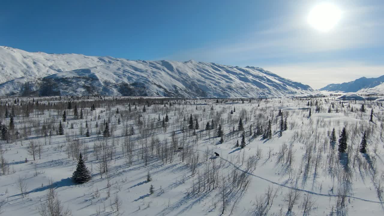 高空倾斜拍摄的麋鹿在阳光明媚的日子里走在被雪覆盖的森林土地上-瓦尔迪兹-科尔多瓦，阿拉斯加视频素材